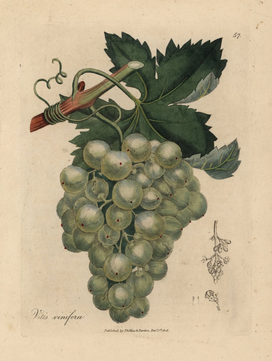 Raisins verts, vigne et feuilles, Vitis vinifera - James Sowerby