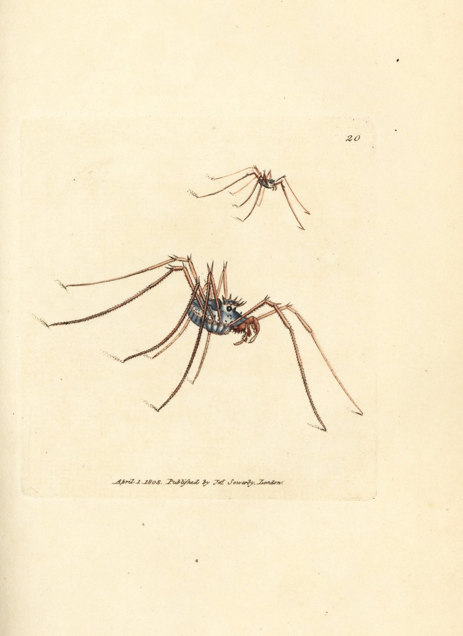 Faucheur, Megabunus diadema - James Sowerby