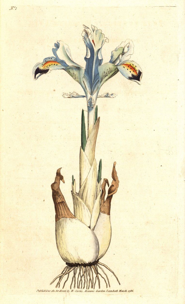 Iris persan - James Sowerby