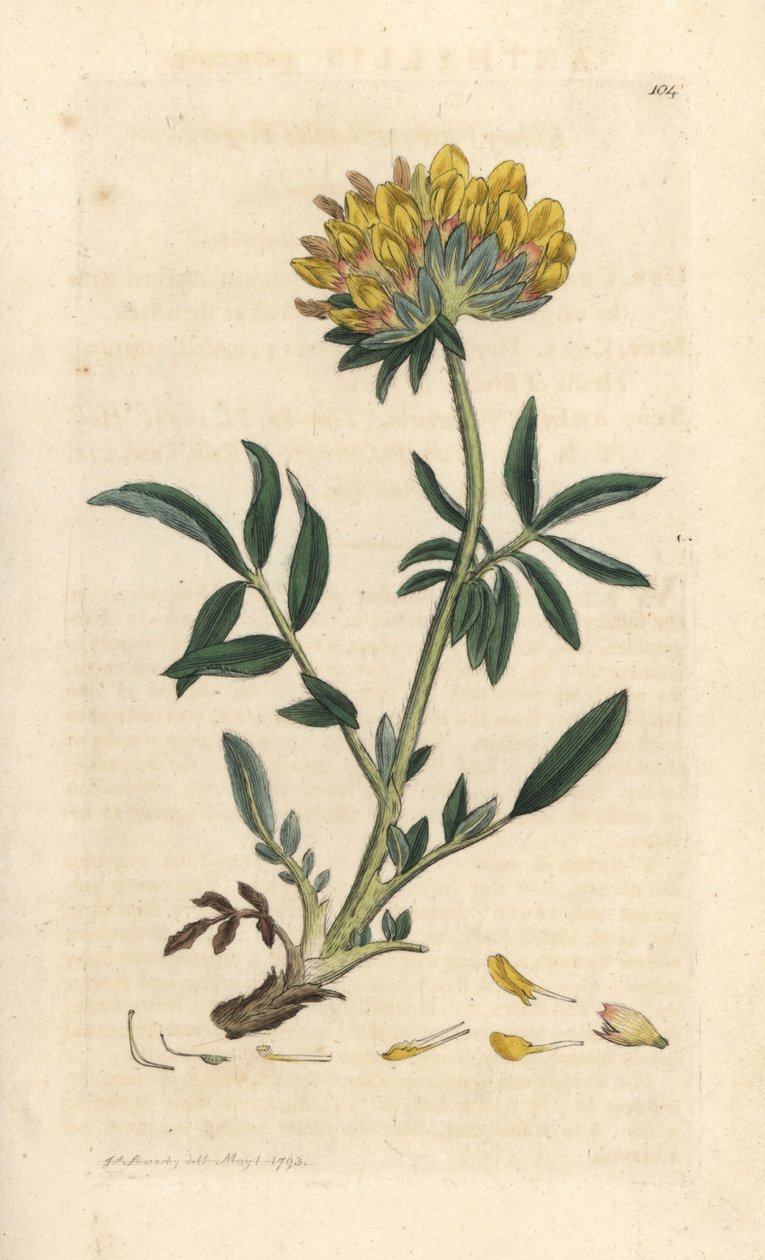 Anthyllide vulnéraire - James Sowerby