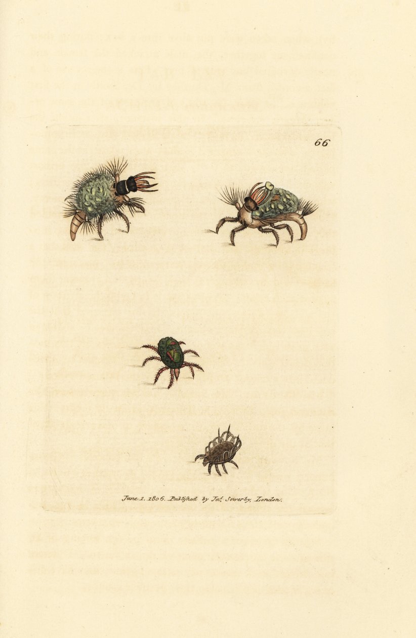 Larve de Hemerobius vêtue de lichen, avec acarien - James Sowerby