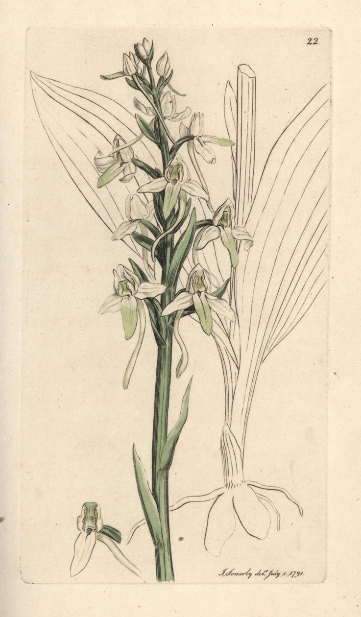 Orchis à deux feuilles, Platanthera bifolia - James Sowerby