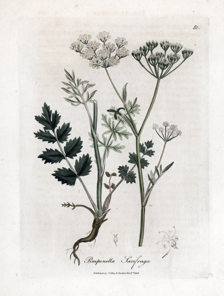 Saxifrage brûlée - Pimpinella saxifraga. Gravure à la main d