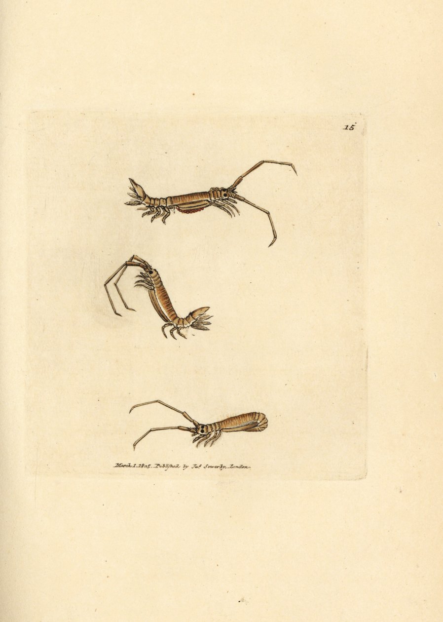 Isopode à longues cornes, Astacilla longicornis (Oniscus longicornis) - James Sowerby