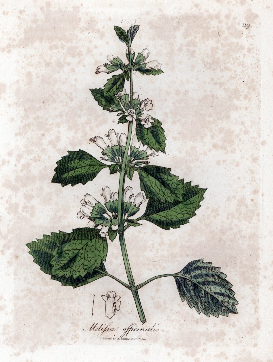 Mélisse officinale - Mélisse officinale, Melissa officinalis. Gravure sur cuivre coloriée à la main d