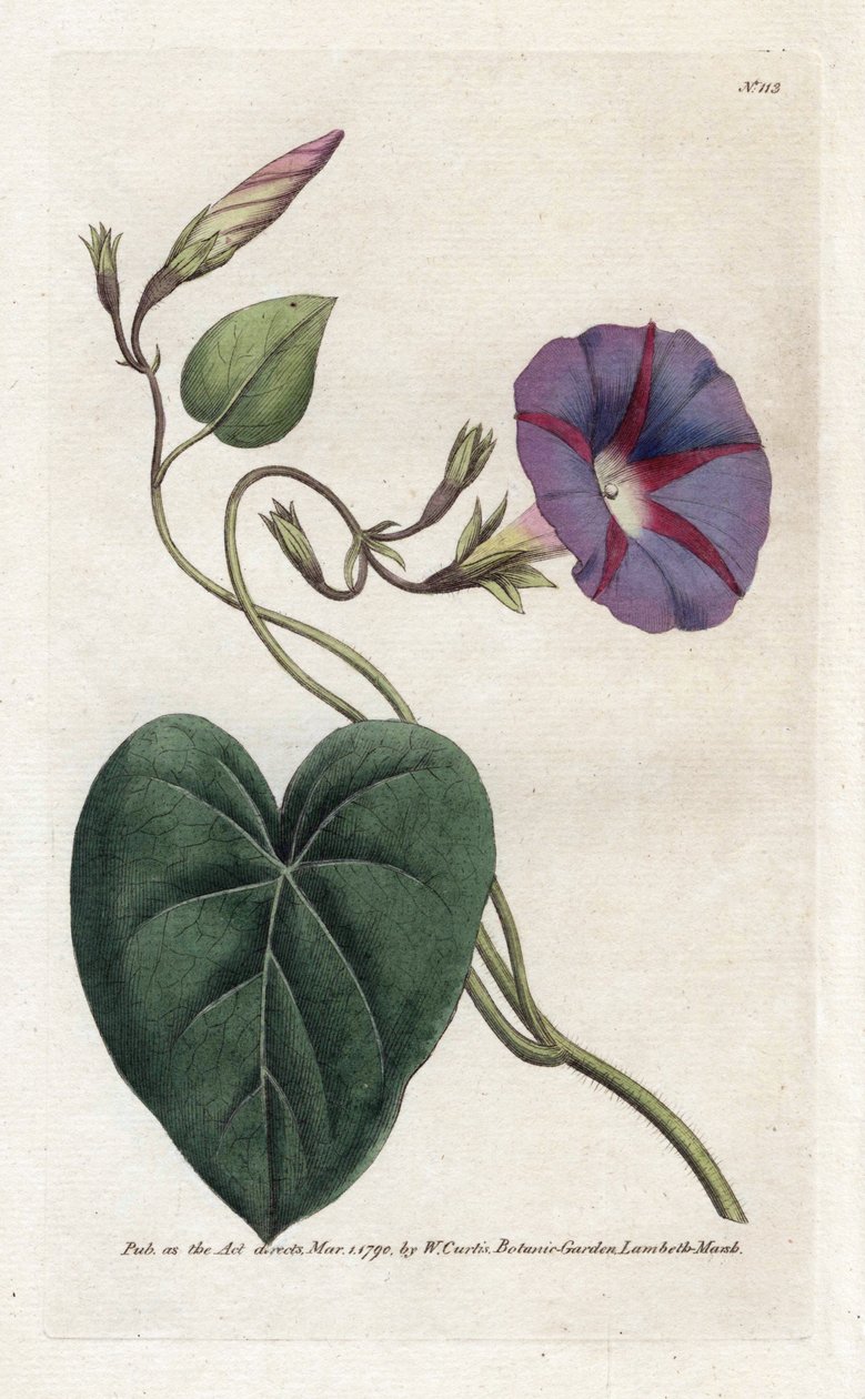 Liseron ou Ipomée - James Sowerby
