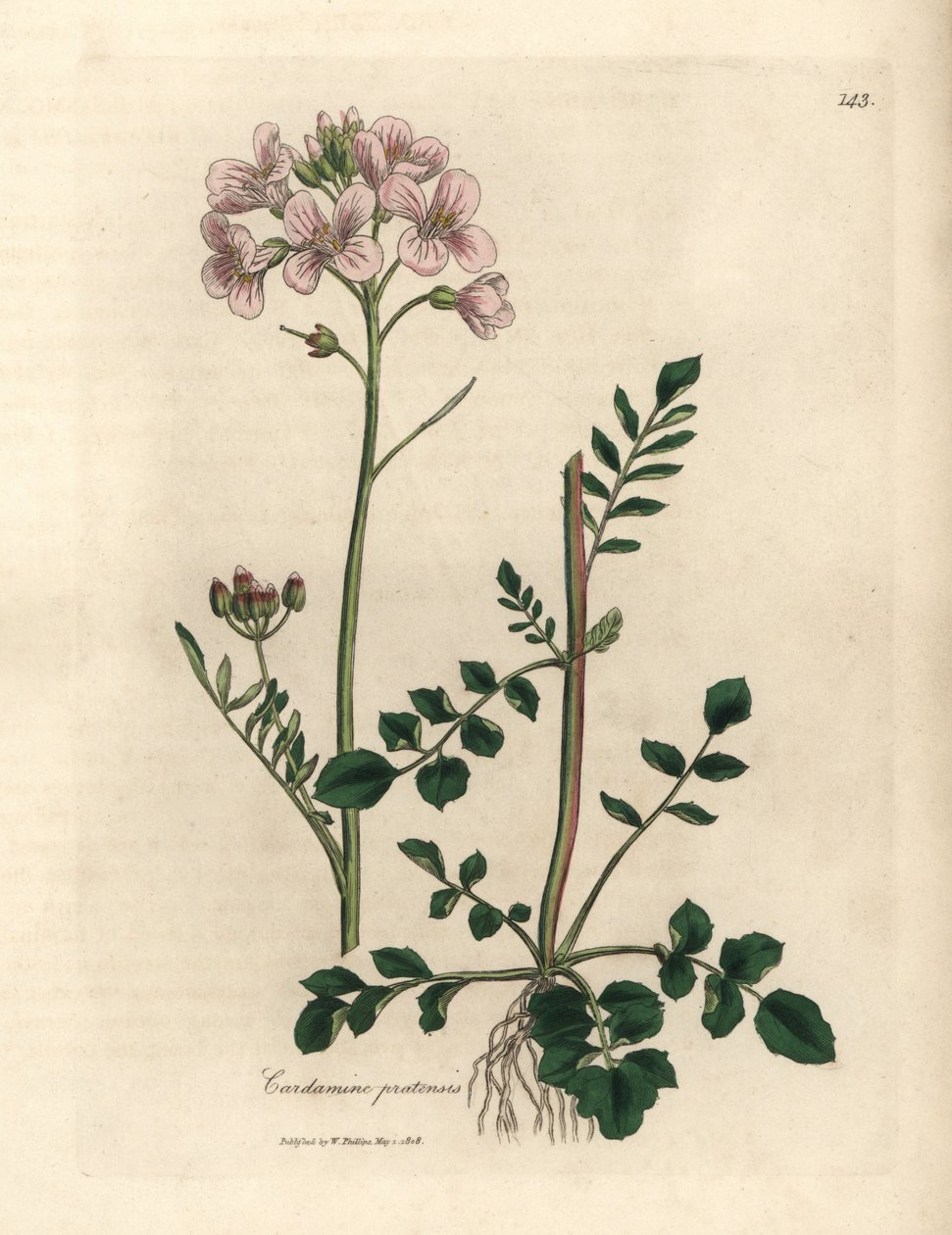 Cardamine des prés à fleurs roses, Cardamine pratensis - James Sowerby