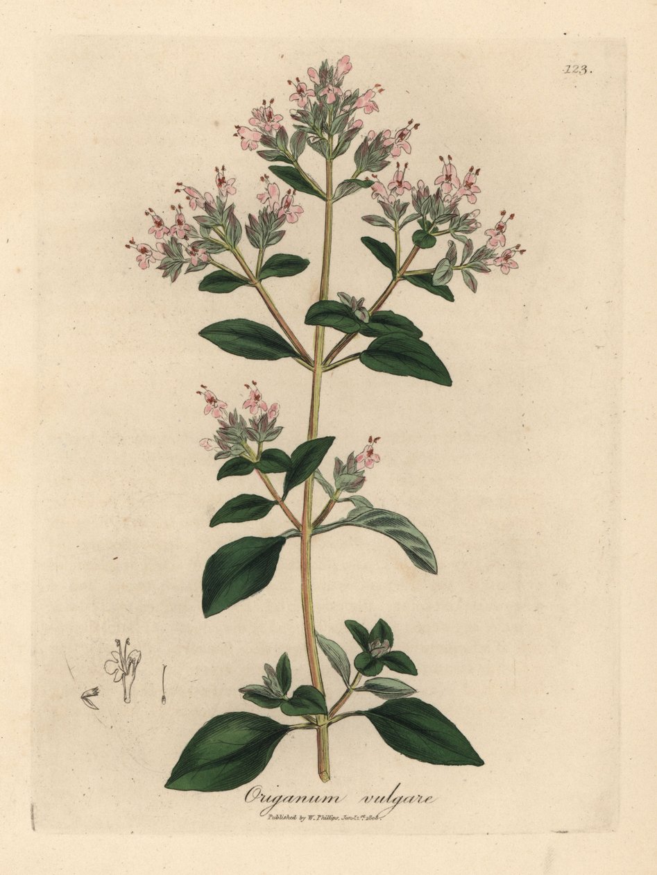 Marjolaine sauvage à fleurs roses, Origanum vulgare - James Sowerby