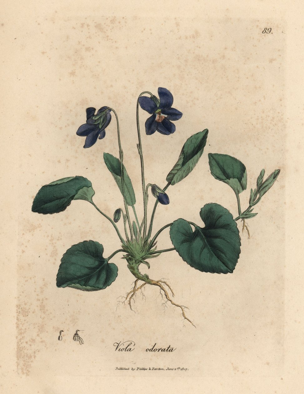 Violette odorante à fleurs pourpres, Viola odorata - James Sowerby