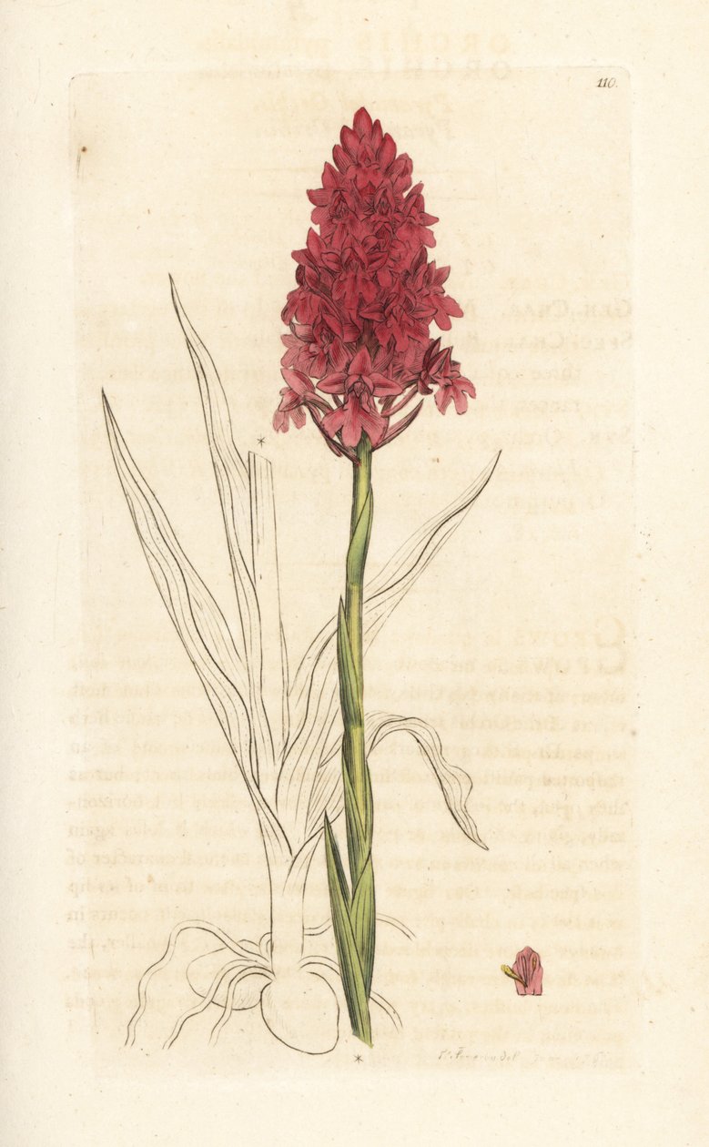 Orchis pyramidal - James Sowerby