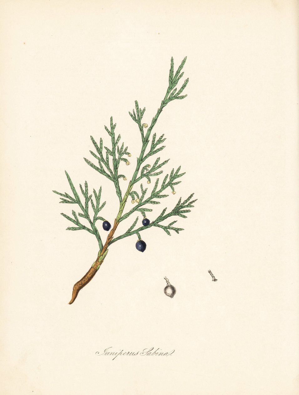 Genévrier sabine - James Sowerby