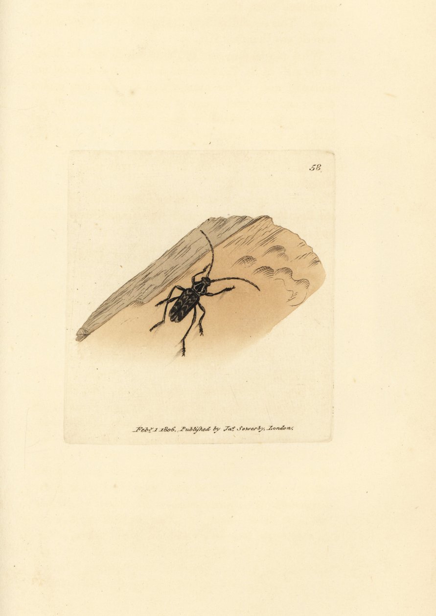 Sarosesthes fulminans - James Sowerby