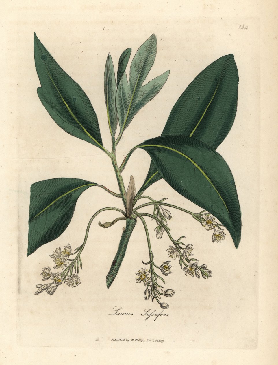 Sassafras, Laurus sassafras - James Sowerby