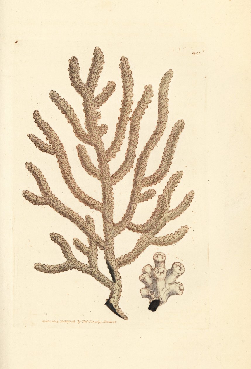Gorgone, espèce de Gorgonia - James Sowerby