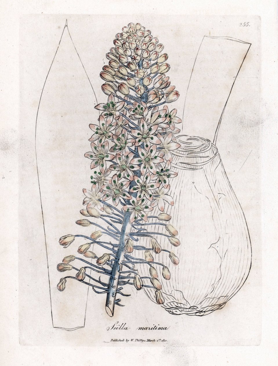 Scille maritime - Drimia maritima. Gravure à la main d