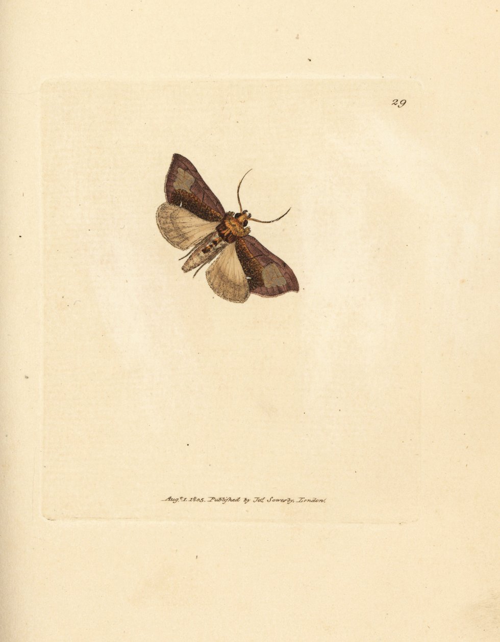 Thysanoplusia orichalcea (Phalaena Noctua aerifera) - James Sowerby