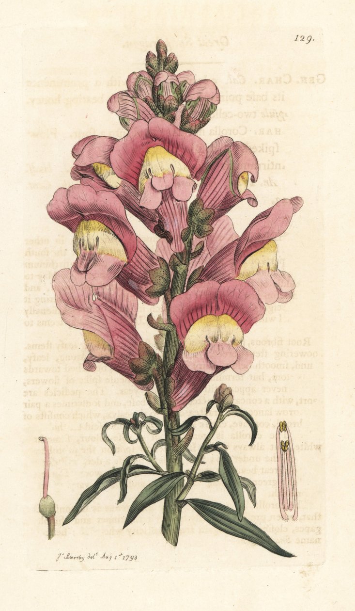 Muflier, Antirrhinum majus - James Sowerby