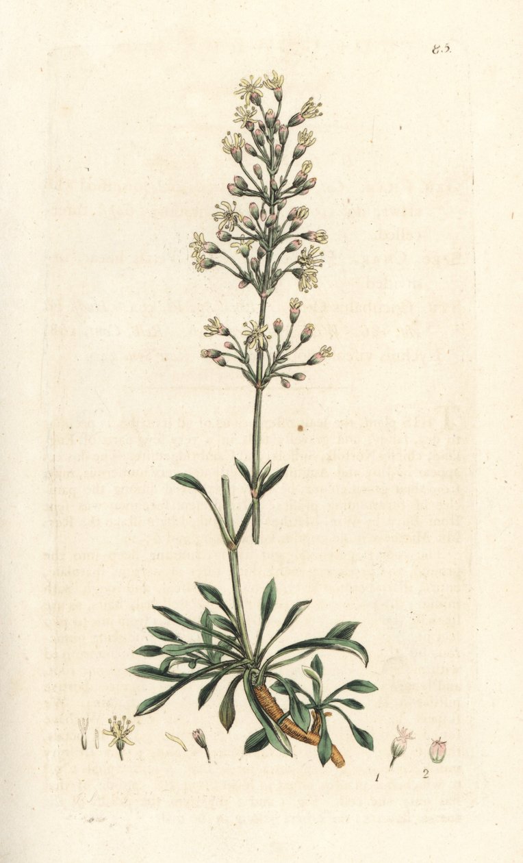Silène otite, Silene otites - James Sowerby