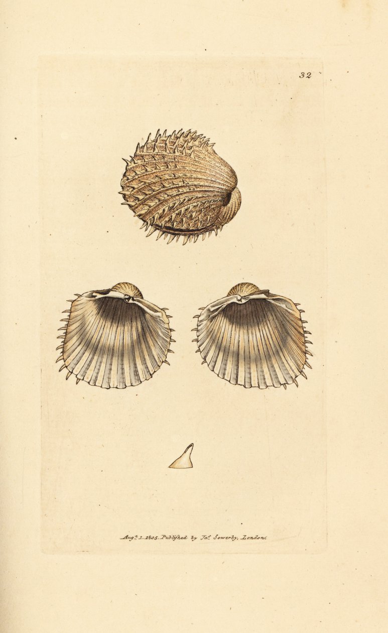 Coque épineuse, Acanthocardia aculeata (Cardium spinosum) - James Sowerby
