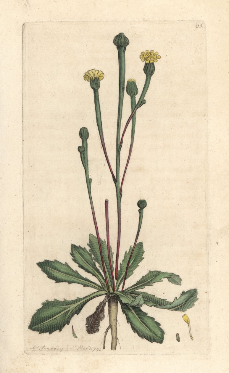 Chicorée de Swin, Arnoseris minima - James Sowerby
