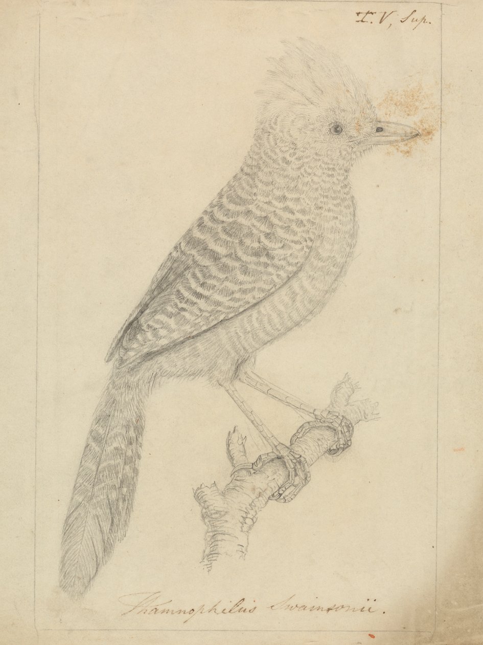 Fourmilier touffu - James Sowerby