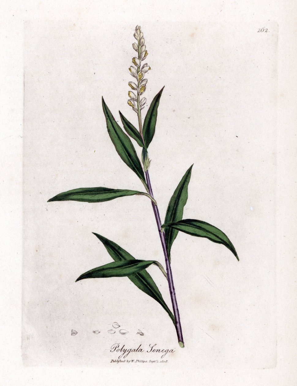 Polygale de Virginie - Senega, Polygala senega - James Sowerby