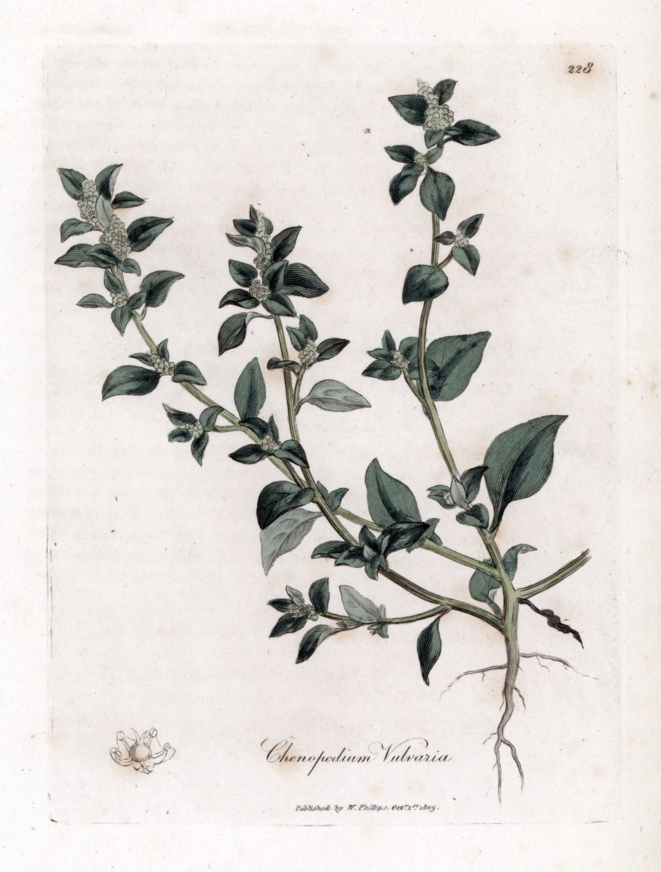 Vuvaire - James Sowerby