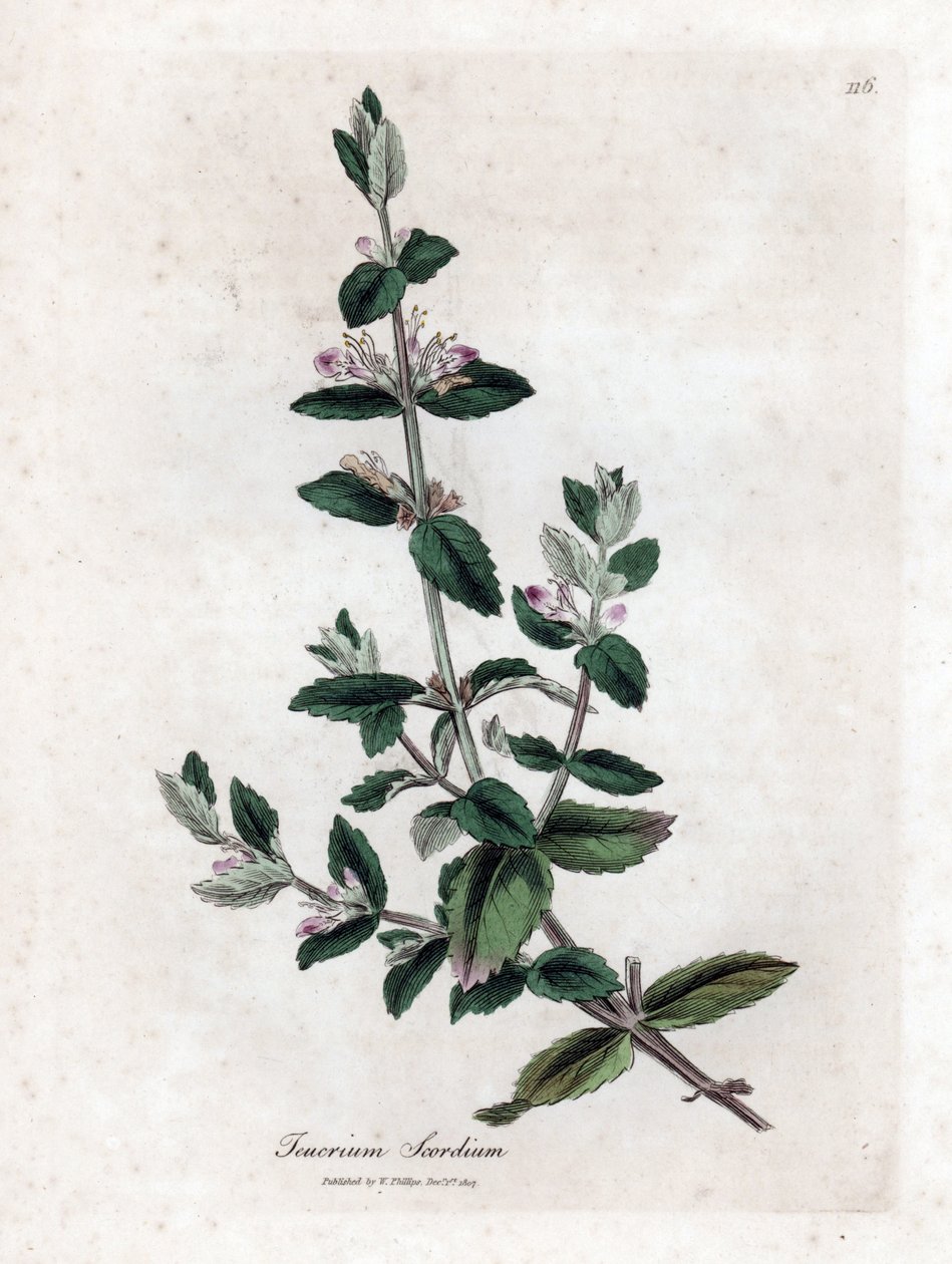 Germandrée d