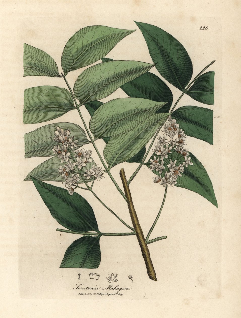Swietenia mahogani - James Sowerby