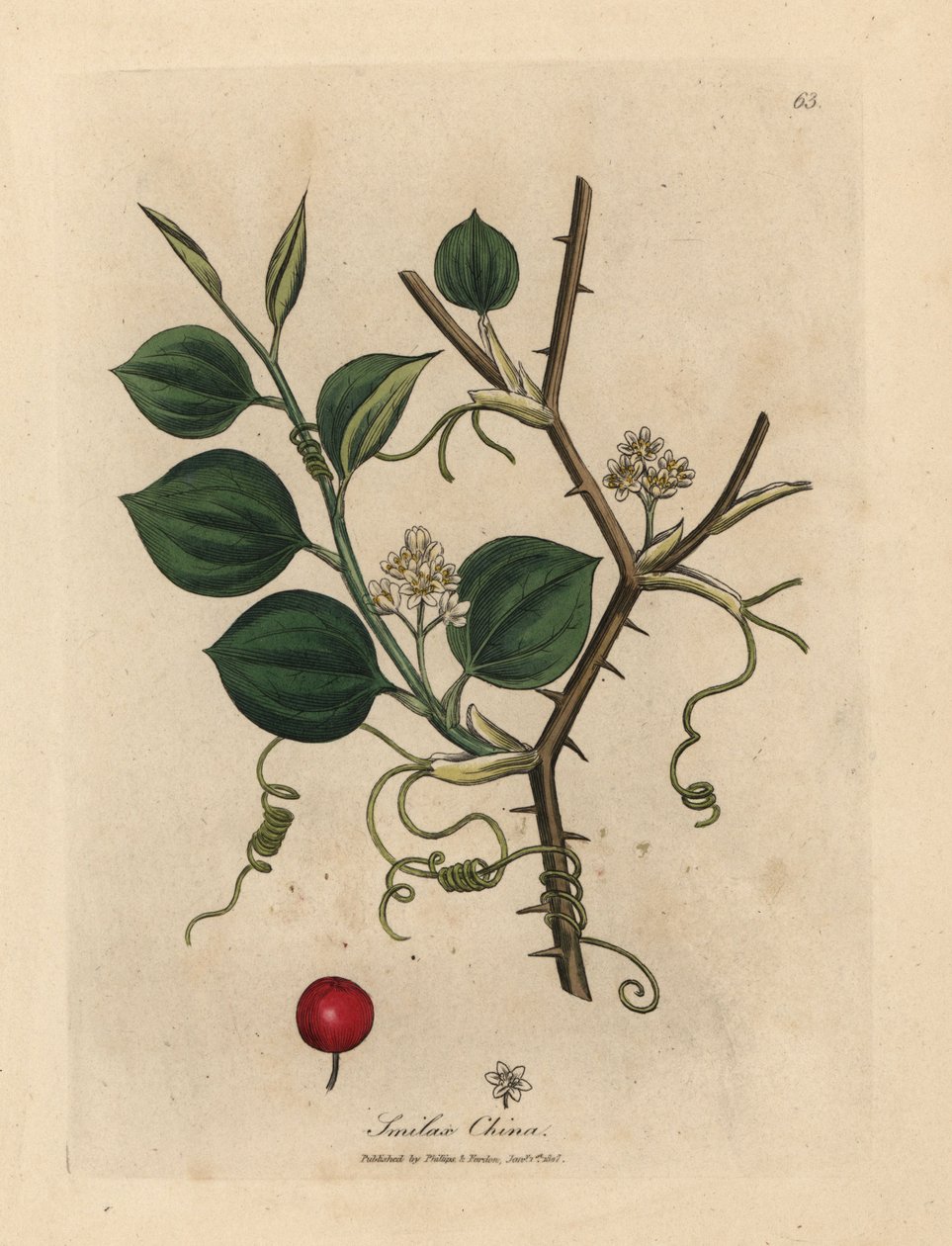 Fleurs blanches, vrilles et baies rouges de smilax chinois - James Sowerby