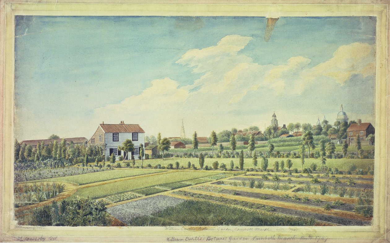 Jardins botaniques de William Curtis, Lambeth Marsh, vers 1787 - James Sowerby