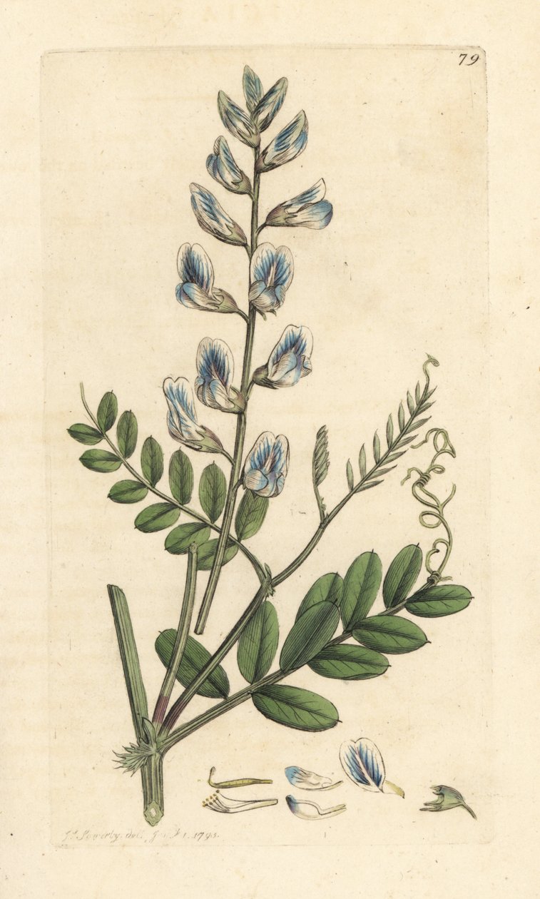 Vesce des bois, Vicia sylvatica - James Sowerby