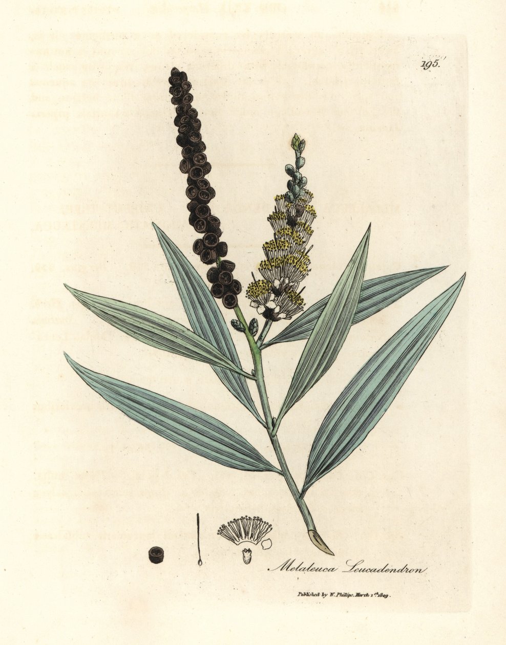 Arbre à cajeput à fleurs jaunes, Melaleuca leucadendron - James Sowerby