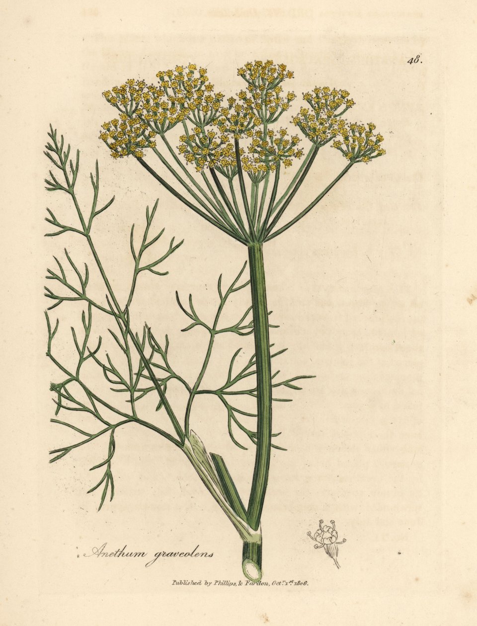 Anethum graveolens - James Sowerby