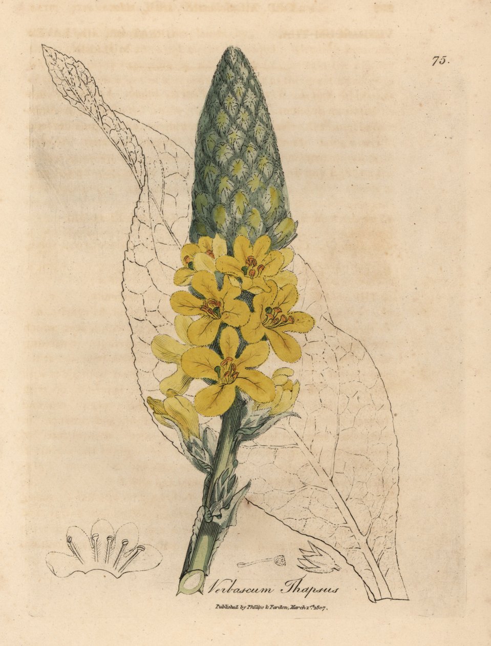 Molène à grandes feuilles à fleurs jaunes, Verbascum thapsus - James Sowerby