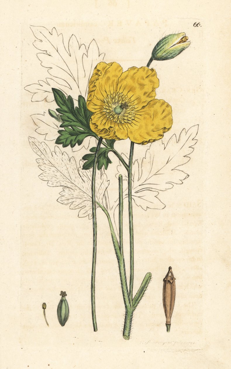 Pavot jaune ou gallois - James Sowerby