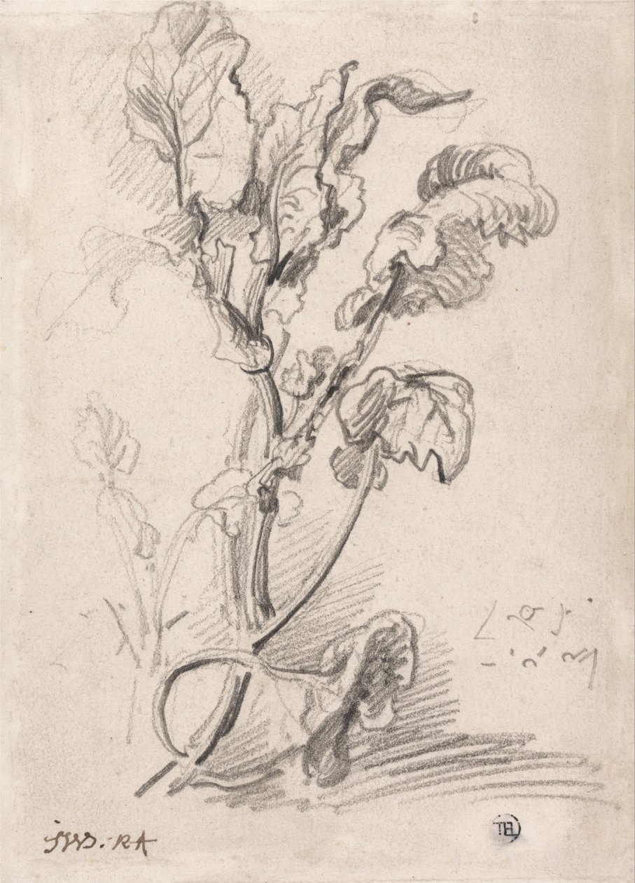 Étude des plantes - James Ward