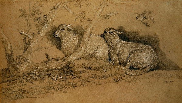 Moutons se reposant dans un bosquet boisé et étude de la tête d