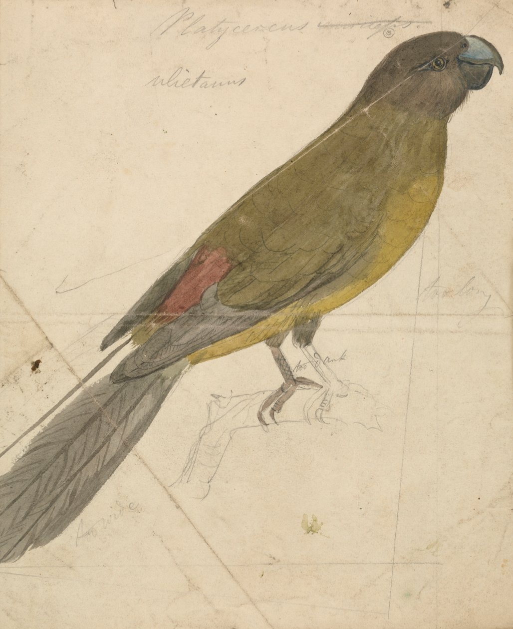 Un perroquet - James de Carle Sowerby