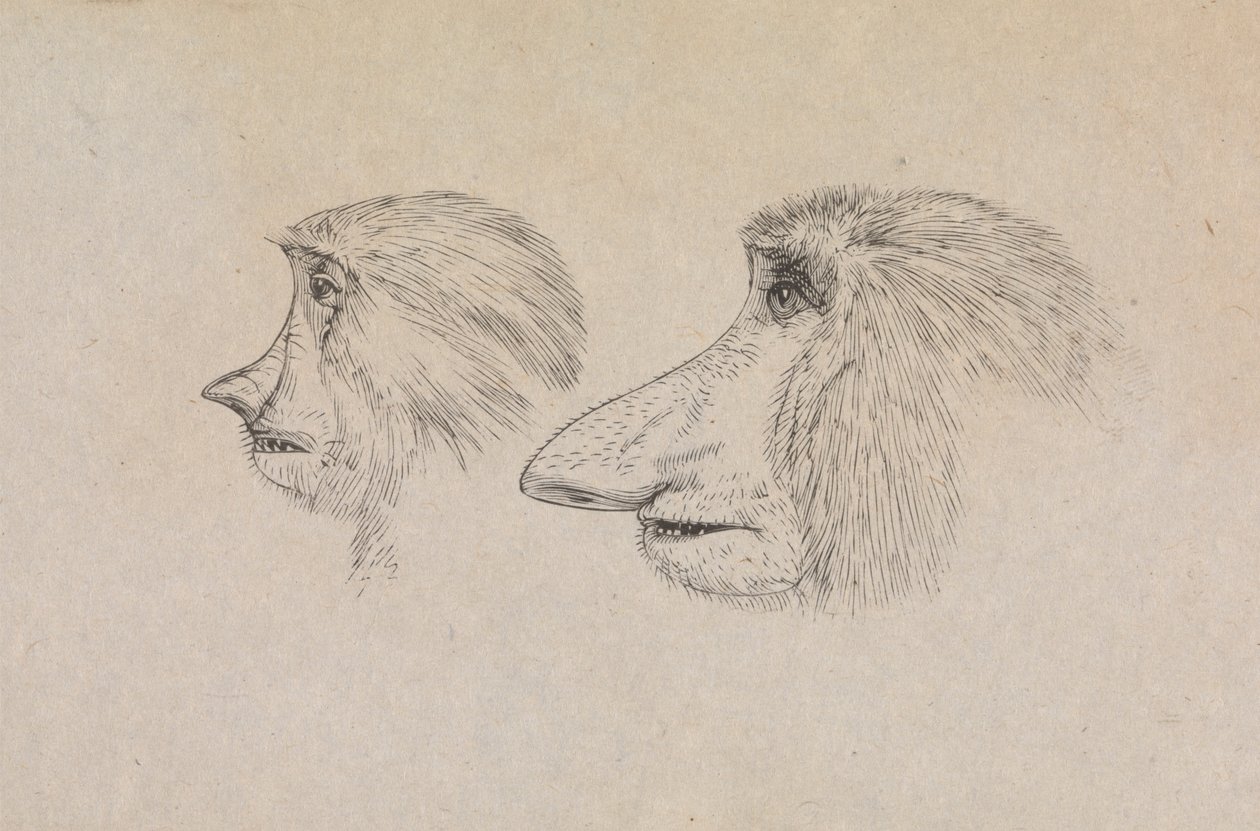 Têtes de deux singes nasique - James de Carle Sowerby