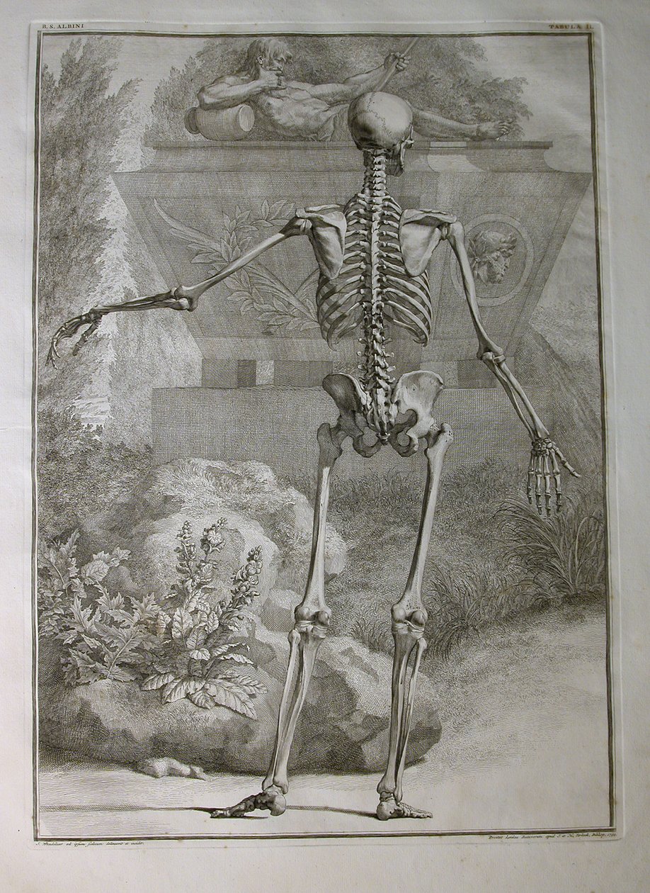Albinus I, Pl. II : Squelette, illustration de 