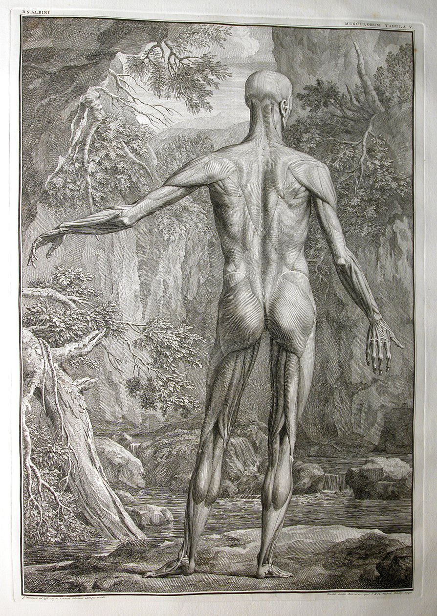 Albinus I, Pl. V: Musculature, illustration de 