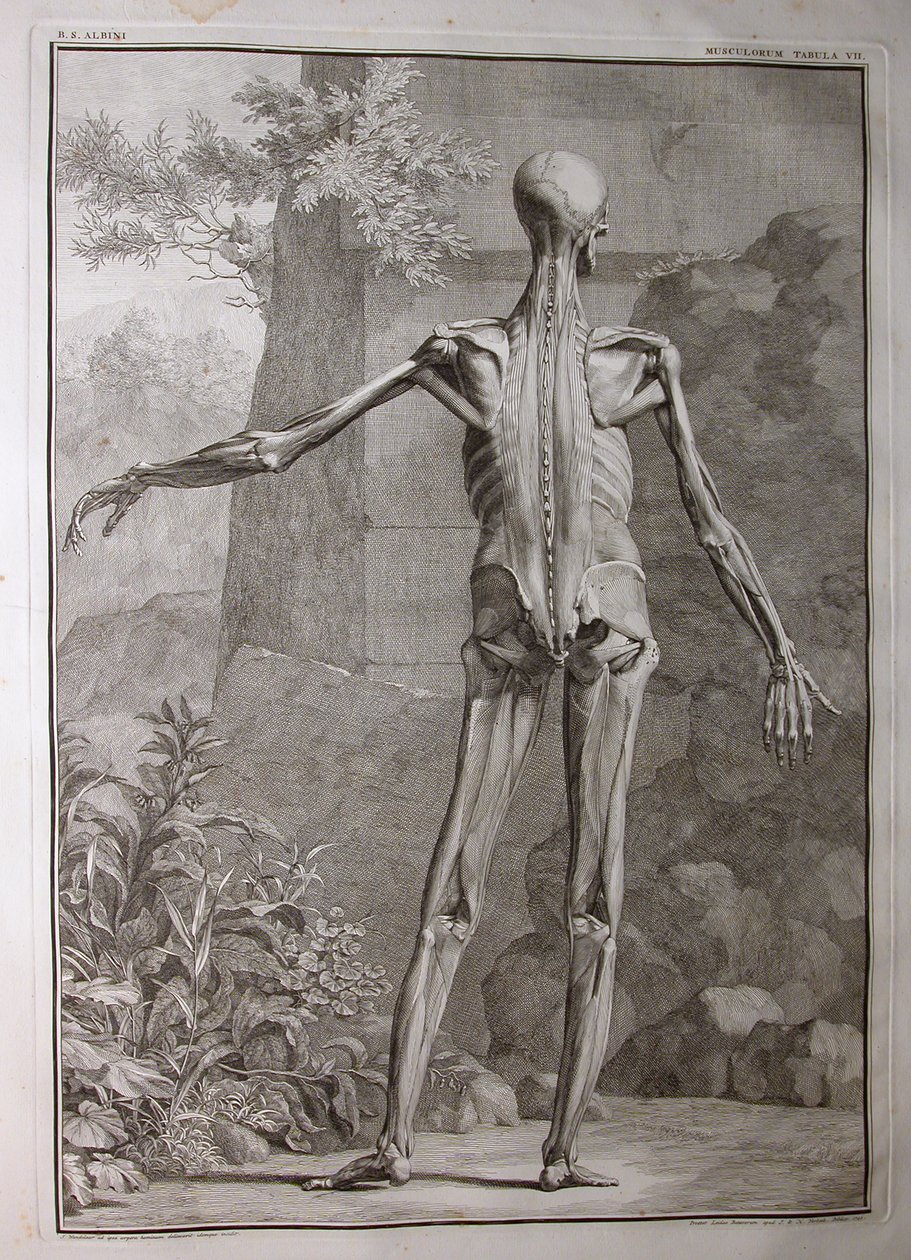 Albinus I, Pl. VII : Musculature, illustration de 