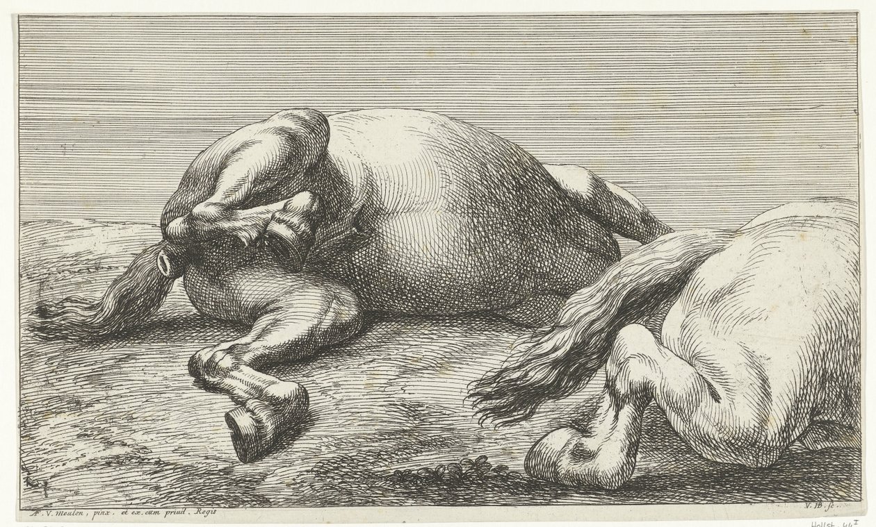 Deux chevaux tués au combat vus de gauche - Jan van Huchtenburgh  
