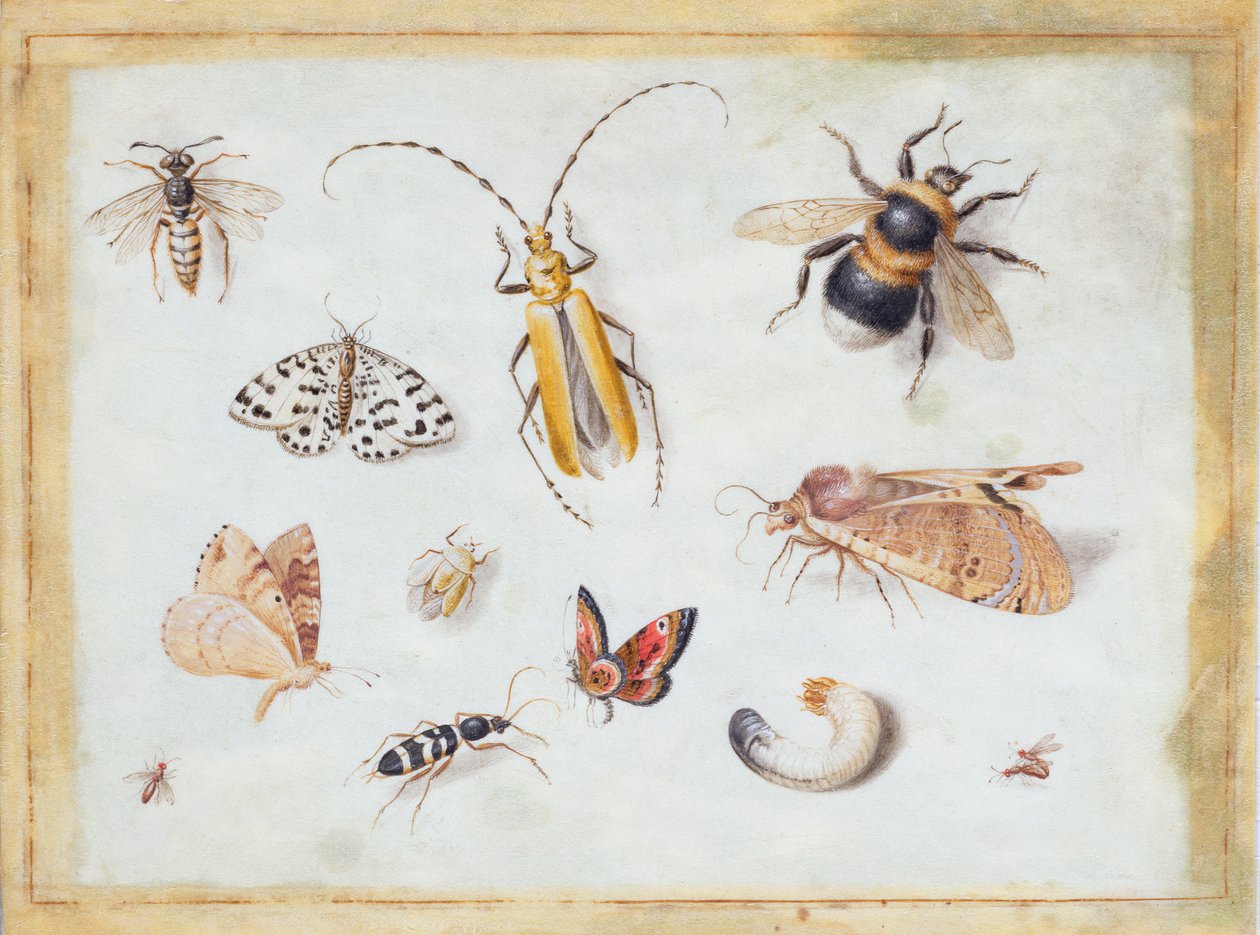 Étude de papillons et autres insectes - Jan van Kessel the Elder