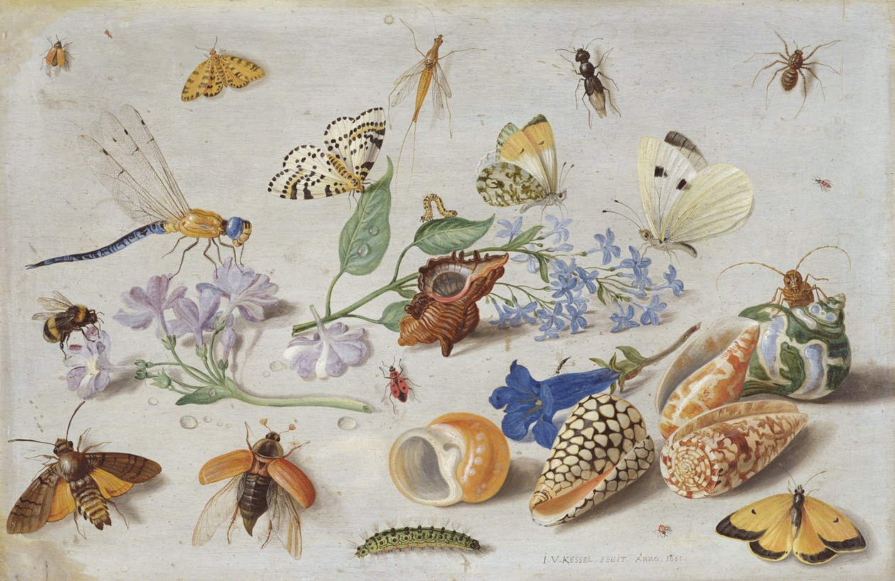 Papillons et autres insectes, 1661 - Jan van Kessel the Elder