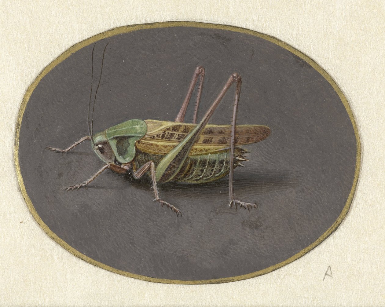 Sauterelle - Jan Augustin van der Goes
