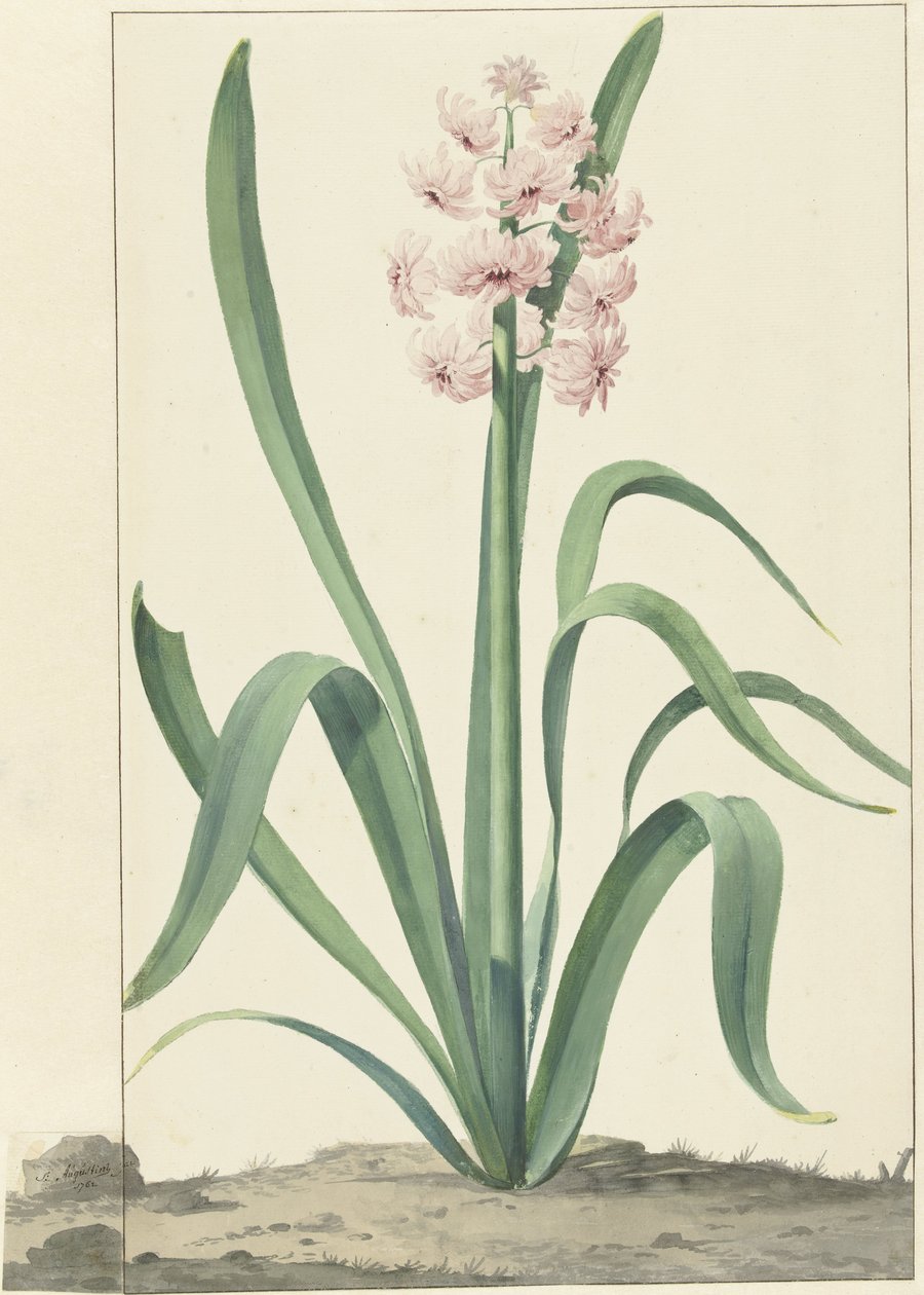 La jacinthe rose Rex Rubrorum | Jan Augustini