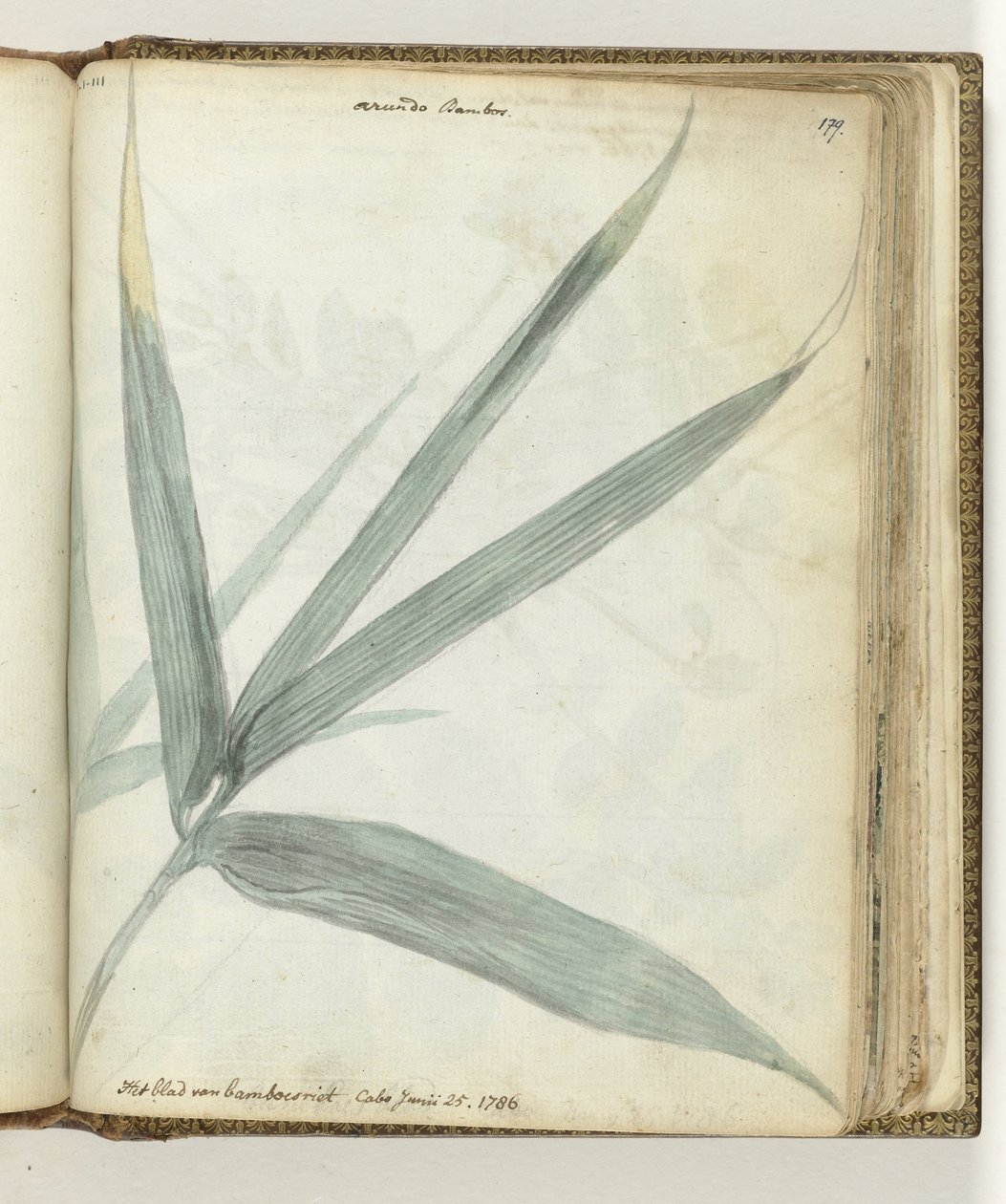 Feuille de bambou - Jan Brandes