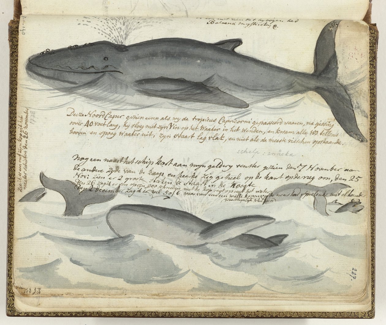 Baleines franches - Jan Brandes